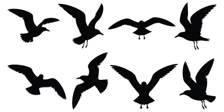 Collection of eight black seagull silhouettes in various flying poses on white background Keywords: seagull, bird, silhouette