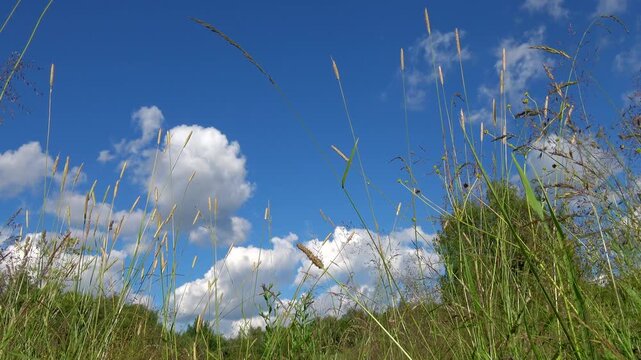 Green meadow grass against a beautiful blue sky with white clouds