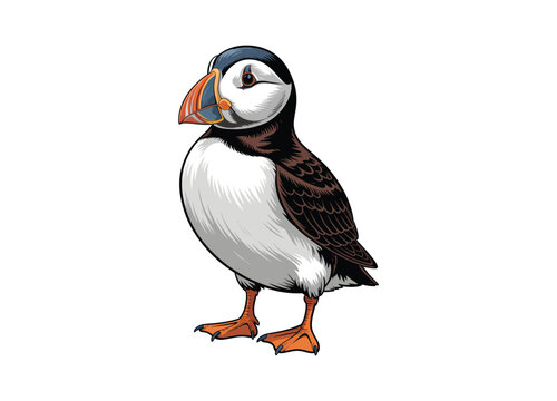 Detailed vector illustration of an Atlantic puffin facing forward on transparent background.