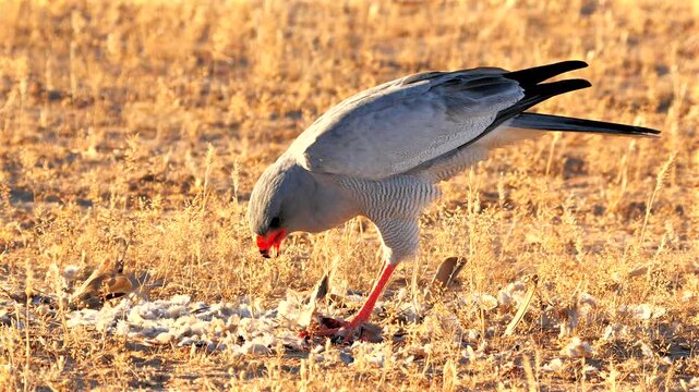 pale chanting goshawk, Melierax canorus, plucks his prey 245