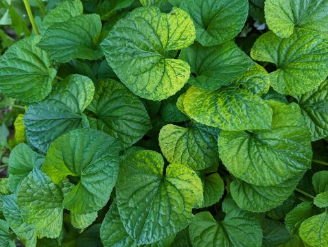 Flat lay of sweet violet foliage carpet for graphic design backdrop