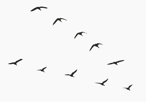 flock of birds