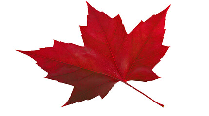 Vibrant red maple leaf with serrated edges, isolated on transparent background © Piotr