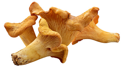 Golden chanterelle mushrooms with wavy caps and gills, isolated on transparent background © Marta