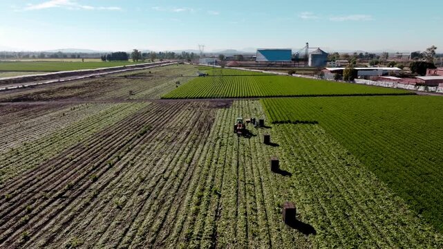 Low angle aerial view of green vegetable crops growing in rows on a vast agricultural farm