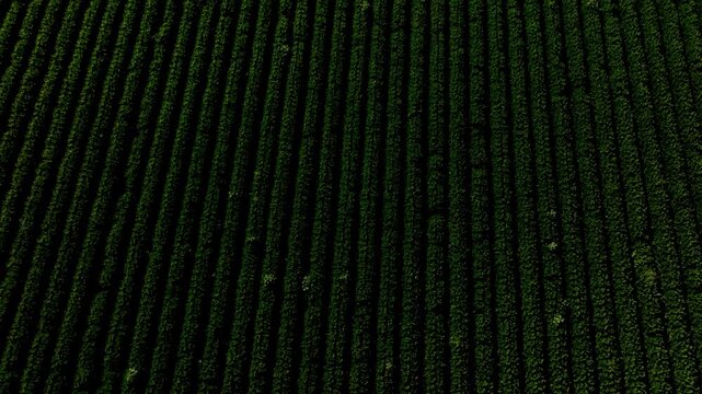Aerial top down view of green agricultural field rows forming a geometric abstract pattern