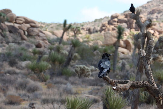 Common California Raven, Corvus Corax Subspecies Clarionensis, a pair of these majestic native birds, perching on yucca brevifolia during early Autumn the Little San Bernardino Mountains.