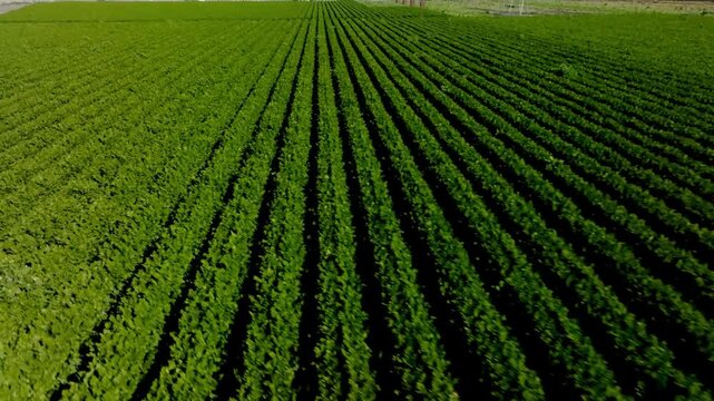 Aerial panoramic view of vast agricultural fields and green vegetable plantations in rural countryside