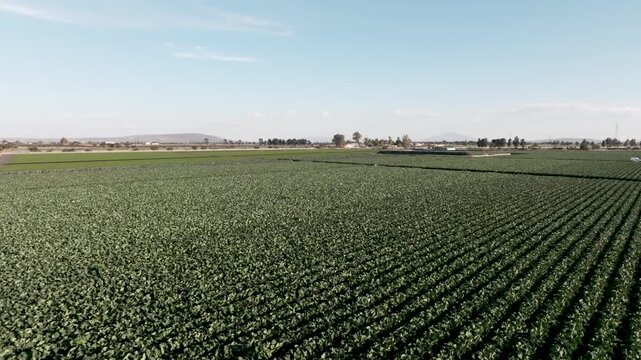 Aerial panoramic view of vast agricultural fields and green vegetable plantations in rural countryside