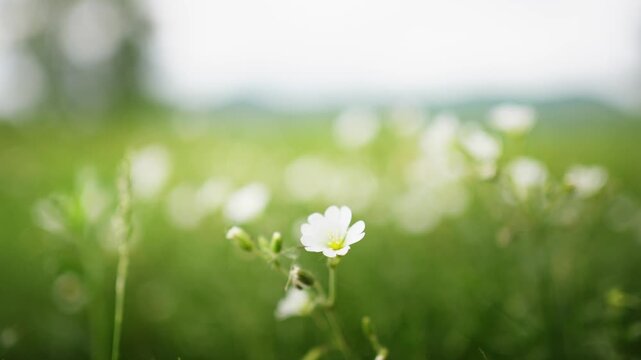 Wild green grass with white flowers in the mountains. Plants swaying in the wind. Summer nature background. Selective focus
