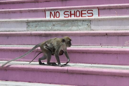 Mother monkey carrying baby on back walking up pink painted concrete stairs outside.