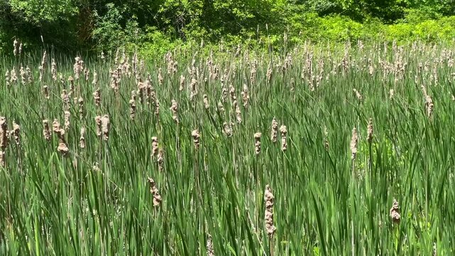 Nature scenics landscape in Ontario public park, Canada
