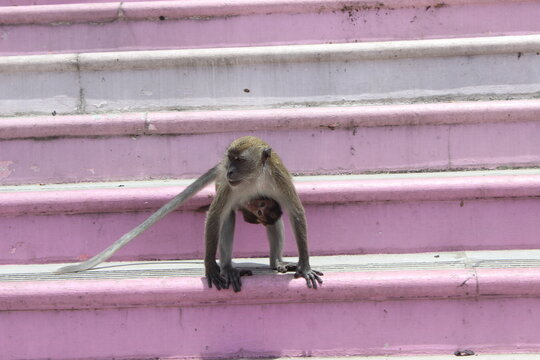 Monkey mother carrying little child while moving across pink stairs in sunny park.