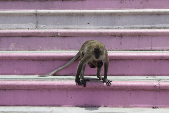 Mother monkey carrying her young baby while standing on a set of pink concrete stairs.