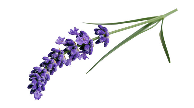 Purple lavender flower with green stems, isolated on transparent background