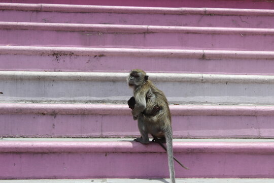 Side profile view of a monkey climbing up pink stairs with baby held to her chest.