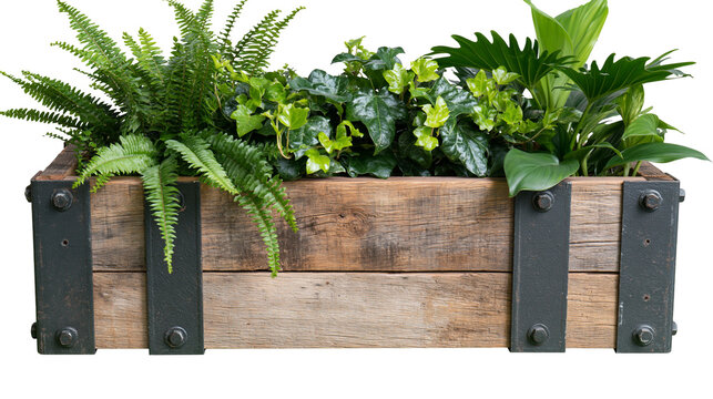Rustic wooden planter box with lush green ferns and ivy, isolated on transparent background