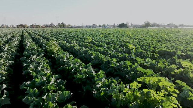 Low angle aerial view of green vegetable crops growing in rows on a vast agricultural farm