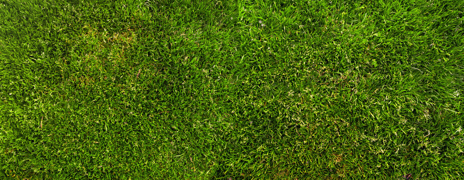 Panoramic top view grass texture background with natural lawn surface green vegetation detail for landscape and outdoor design