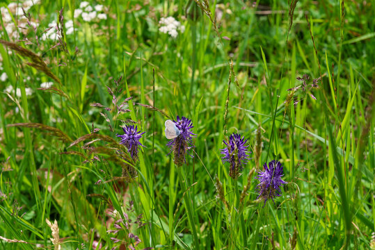 cyaniris semiargus the Mazarine blue butterfly on a phyteuma betonicifolium blossom