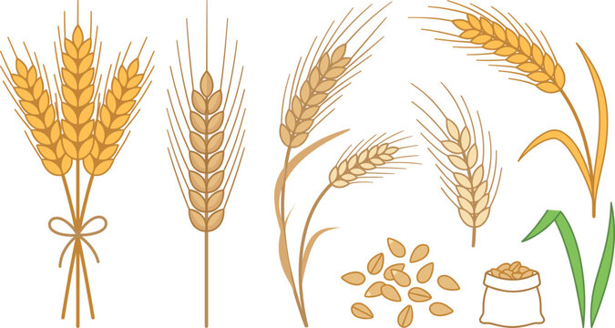 Organic rye barley wheat stalks vector collection with agricultural crop elements farming harvest icons whole kernels and flour sack for design