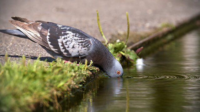 A pidgeon drinking water from a pond