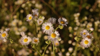 Ujęcie makro przedstawiające delikatne kwiaty przymiotna rocznego o białych płatkach i żółtych środkach w ciepłym, letnim świetle. © tomo81