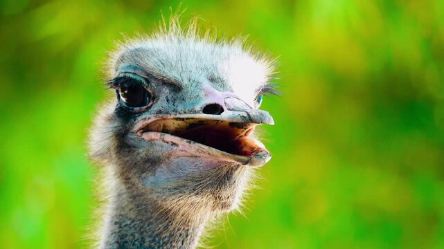 Close-up portrait of an ostrich showing detailed feathers, expressive eyes and unique facial features. Natural wildlife footage with shallow depth of field.