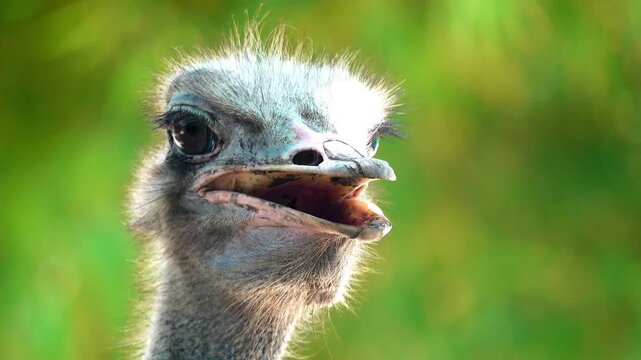 Close-up portrait of an ostrich showing detailed feathers, expressive eyes and unique facial features. Natural wildlife footage with shallow depth of field.