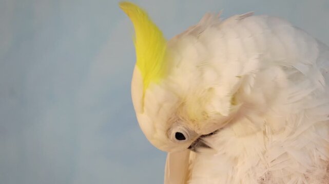 Close-up footage of a white cockatoo preening its feathers in natural light. Detailed plumage, calm behavior and soft background create a peaceful wildlife scene.
