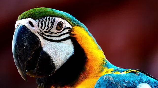 Extreme close-up footage of a blue and yellow macaw showing intricate feather patterns, eye detail and powerful beak in natural light.