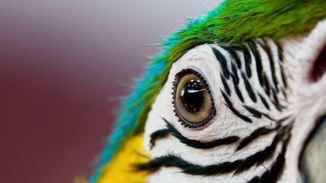 Extreme close-up footage of a blue and yellow macaw showing intricate feather patterns, eye detail and powerful beak in natural light.