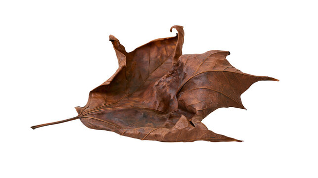 Brown dried maple leaf with intricate veins, isolated on transparent background