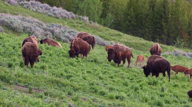 A herd of American bison with young calves grazes across the scenic hills of Lamar Valley in Yellowstone National Park