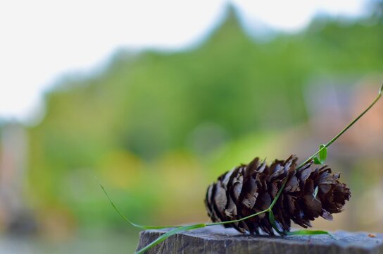 Close-up of pine cone on branch with blurred green forest background