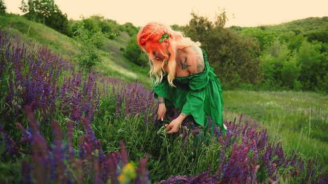 fantasy woman healer gathers medicinal herbs, knife cuts sage with druid sickle putting flowers in wicker basket. Fairy elf girl alchemist herbalist green fairies dress, summer nature blooming meadow.