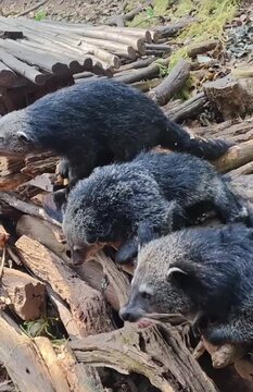 Binturongs in the woods