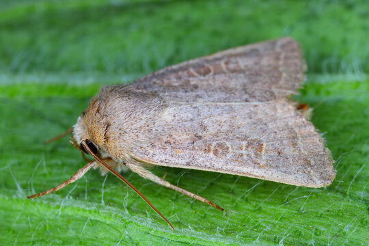 Vine's Rustic, Hoplodrina ambigua. The caterpillars, cutworms of this moth species are pests of various crops, such as lettuce.