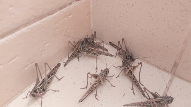 High angle view of big great wart-biter insects crawling on marble staircase at time of massive infestation of Great Biter Grasshoppers long-winged forms in urban area. Grasshopper Invasion in city