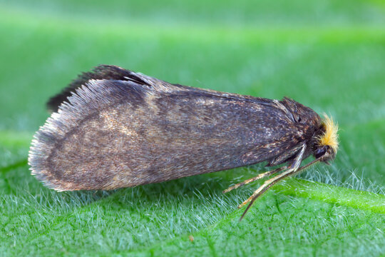 Taleporia tubulosa, the large birch bright, is a small nocturnal moth from the bagworm moth family (Psychidae). he caterpillars feed on lichen.