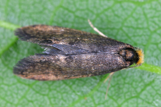 Taleporia tubulosa, the large birch bright, is a small nocturnal moth from the bagworm moth family (Psychidae). he caterpillars feed on lichen.