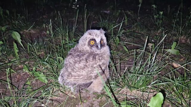 A fluffy baby owl fallen from its nest onto the ground in a dark night. Vulnerable owlet slowly turns its head, revealing striking orange eyes. Eurasian Eagle-Owl (Bubo bubo) covered in downy plumage
