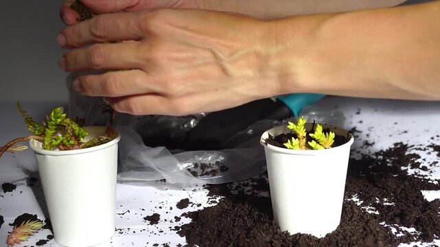 Close-up of woman transferring rooted sedum plant from water into soil during indoor succulent propagation. Depicts cutting establishment, transplant technique, and vegetative plant multiplication.