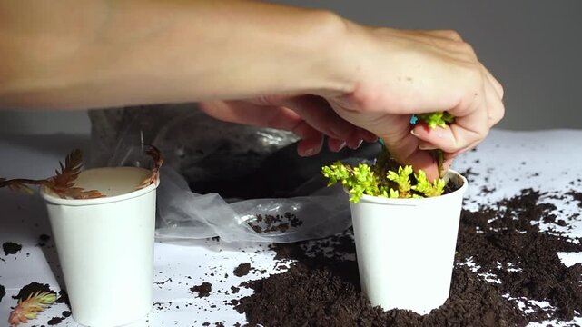 Female hands securing sedum cutting in soil beside matching succulent specimens during potting session. Highlights plant stabilization, root zone support, and careful establishment after transplanting