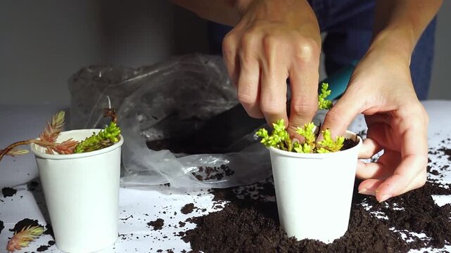 Hands placing rooted sedum cuttings into soil beside already planted stems under warm sunlight. Demonstrates sequential planting process, manual propagation practice, and home nursery cultivation.