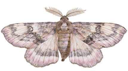 Detailed fluffy moth with patterned wings, isolated on transparent background © Claudia