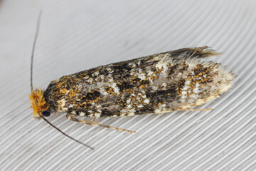 Fototapeta premium Large Brindled Clothes Moth, Triaxomera parasitella. A species of tineoid moth. An adult specimen on a bird's feather.