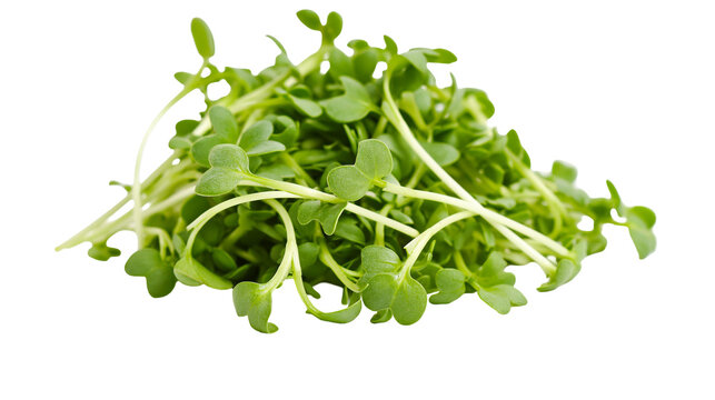 Fresh green cress sprouts healthy food ingredient, isolated on transparent background