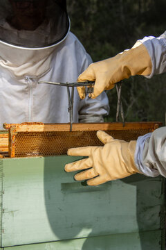 Close-up of beekeeper using frame grip to remove honey frame from hive