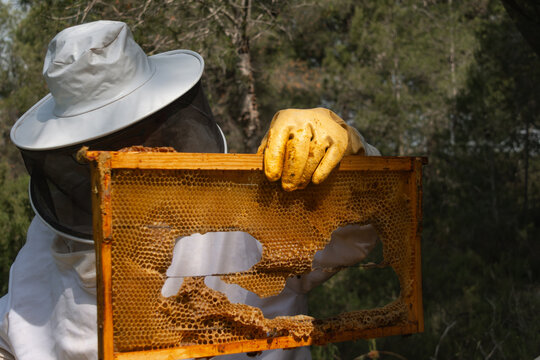 Beekeeper examining honey frame in front view close-up in apiary